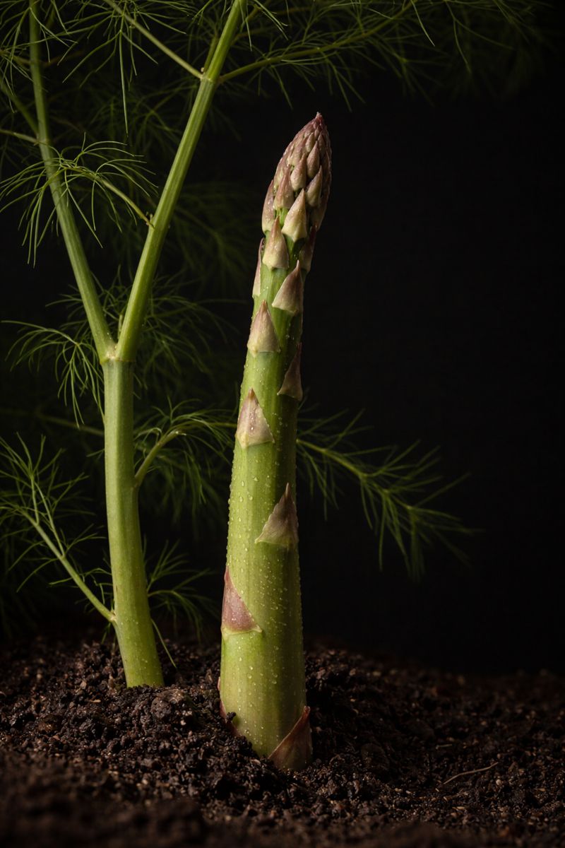 Asparagus